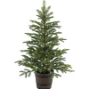 Hot National Tree Company 4 ft. Norwegian Spruce Entrance Tree with Clear Lights