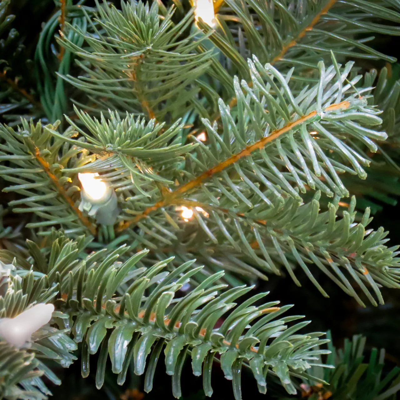 Hot National Tree Company 10 ft. Pre-Lit Douglas Fir Hinged Tree with Warm White LED Lights
