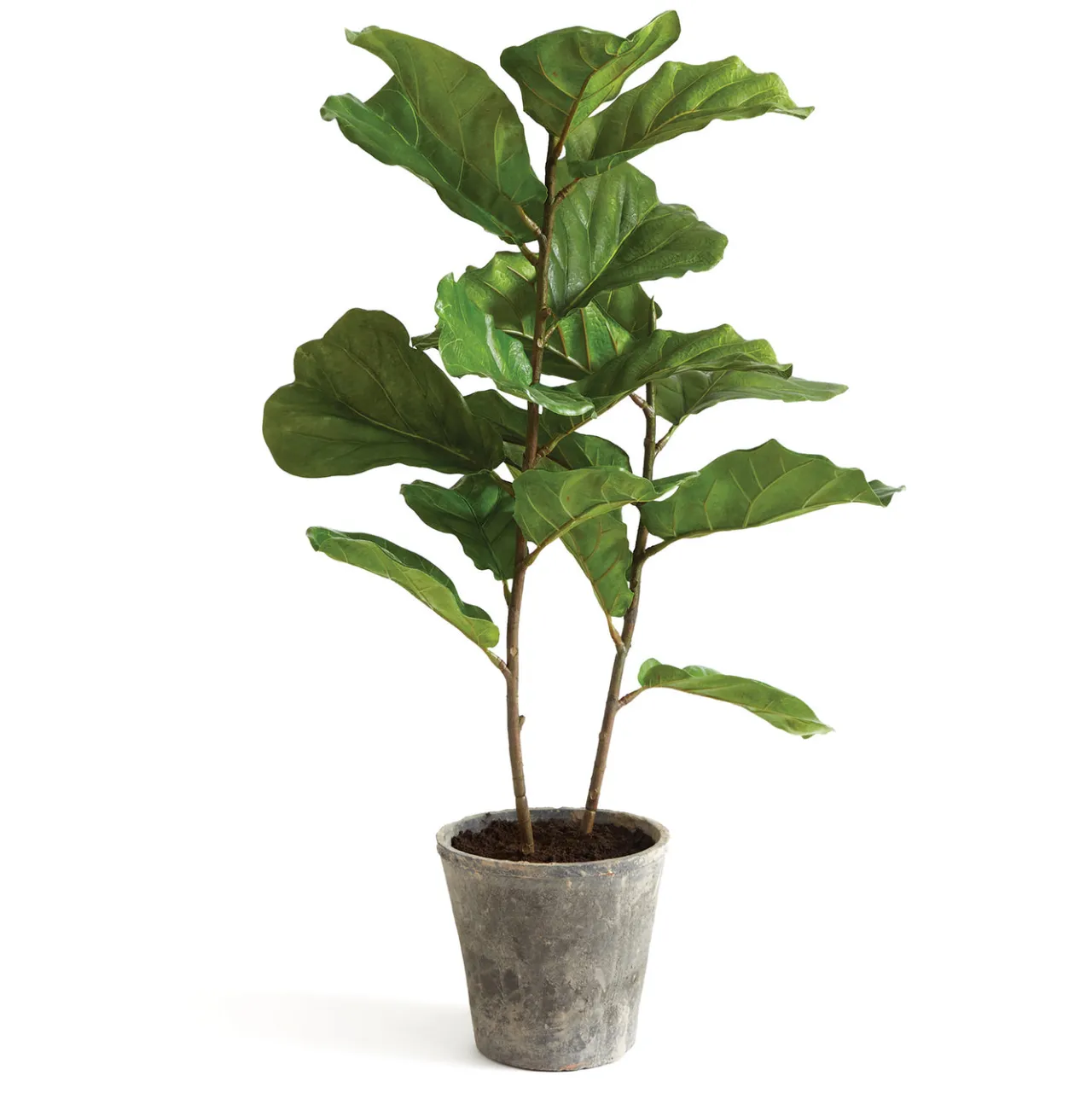 Clearance National Tree Company 43 in. Fiddle Leaf Fig Topiary Tree