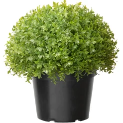 Best National Tree Company 13 in. Globe Japanese Holly Bush topiary in a Dark Green Round Growers Pot