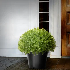 Best National Tree Company 13 in. Globe Japanese Holly Bush topiary in a Dark Green Round Growers Pot