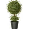 Sale National Tree Company 30 in. Mini Tea Leaf 1 Ball in Green Round Growers Pot