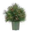 Outlet National Tree Company 26 in. Pre-Lit HGTV Home Collection Black Tie Planter Filler