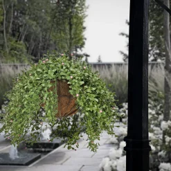 National Tree Company 18 in. Spring Argentea Hanging Plant with Pink Flowers
