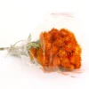 National Tree Company 16 in. Spring Dried Orange Capeblumen Flowers Bouquet
