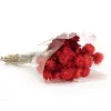 National Tree Company 16 in. Spring Dried Red Capeblumen Flowers Bouquet