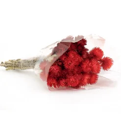 National Tree Company 16 in. Spring Dried Red Capeblumen Flowers Bouquet