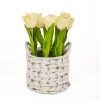 Sale National Tree Company 10 in. Spring Light Yellow Tulip Bouquet in White Basket